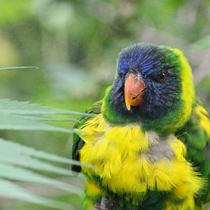 Sumba Lorikeet