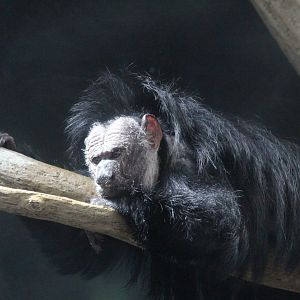 White-faced Saki