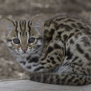 Leopard cat kittten out of doors