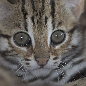 Leopard cat kittten in den