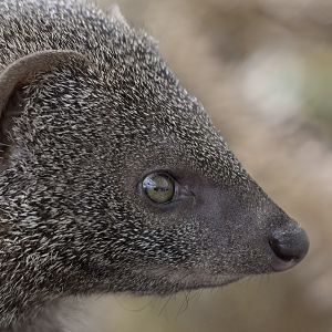 Egyptian mongoose profile