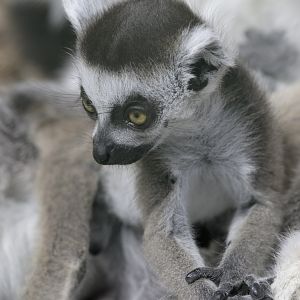 Ring-tailed lemur infant