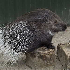 Indian porcupine