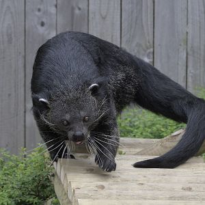 Binturong