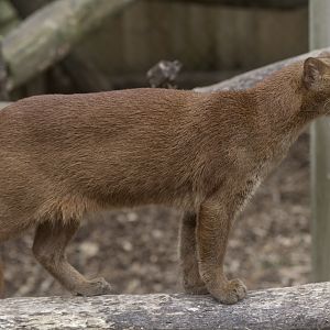 Jaguarundi female