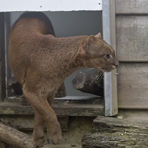 Jaguarundi male