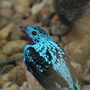 Spangled Cotinga