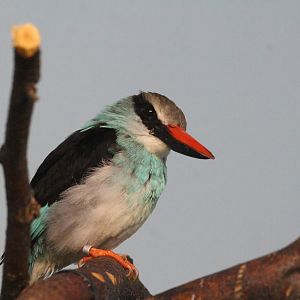 Blue-breasted Kingfisher