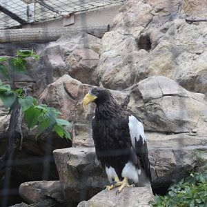 Steller's Sea Eagle