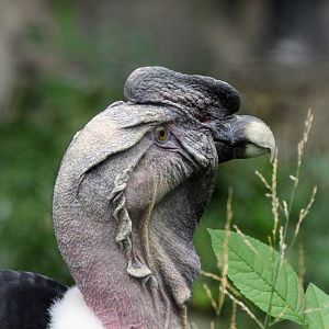 Andean Condor