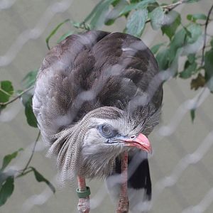 Red-legged Seriema