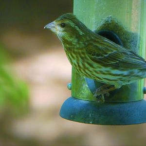 Purple Finch
