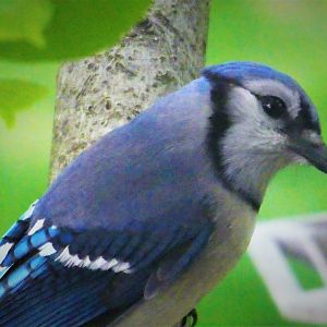 Blue Jay