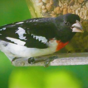 Rose-breasted Grosbeak