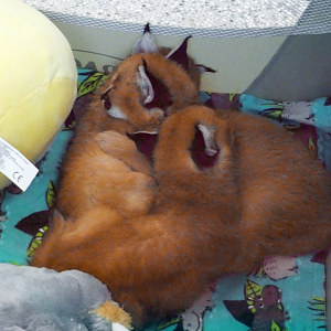 May. 2021 - Veterinary Center - Caracal Kittens