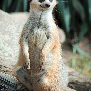 May. 2021 - Zoo Central - Meerkat
