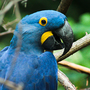 May. 2021 - Zoo Central - Hyacinth Macaw