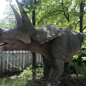 Stop 5: Triceratops