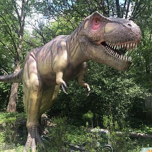 Stop 7: Tyrannosaurus rex