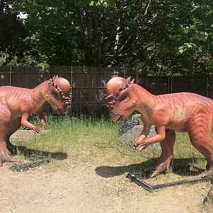 Stop 11: Pachycephalosaurus