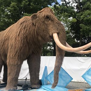 Stop 13: Woolly Mammoth
