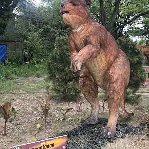 Stop 19: Procoptodon