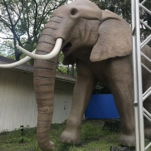 Stop 22: African Elephant