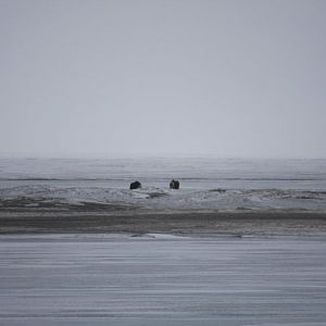 Muskox - Alaska