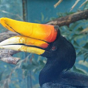 Rhinoceros Hornbill
