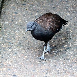 Mountain Peacock-Pheasant