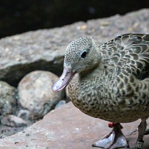 Madagascar Teal