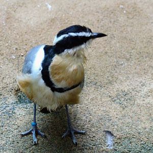 Egyptian Plover
