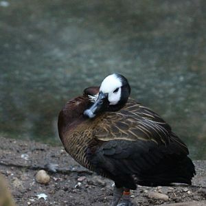 White-faced Whistling-Duck