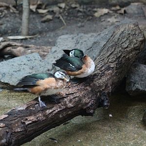 African Pygmy-Goose