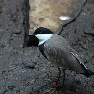Spur-winged Lapwing