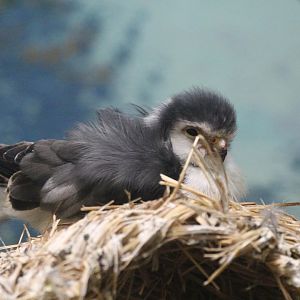 African Pygmy Falcon