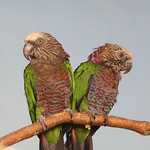 Hawk-headed Parrot