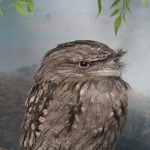 Tawny Frogmouth