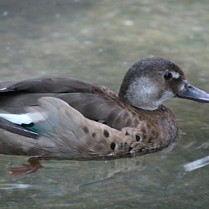 Brazilian Teal
