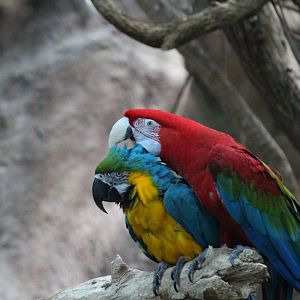 Red-and-Green Macaw & Blue-and-Yellow Macaw