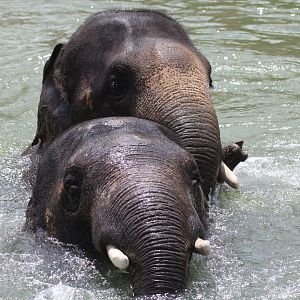 Asian Elephant