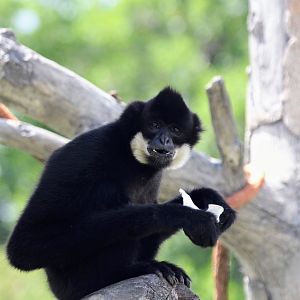 Northern White-cheeked Gibbon