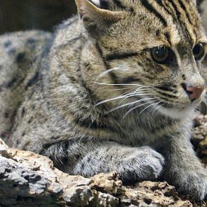Fishing Cat