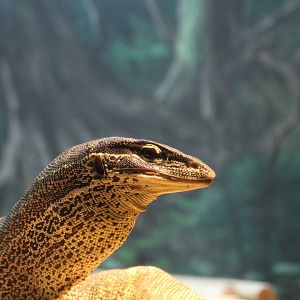Argus Monitor