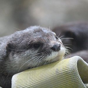 Asian Small-clawed Otter