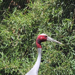 Sarus Crane