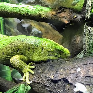 Solomon Islands Skink