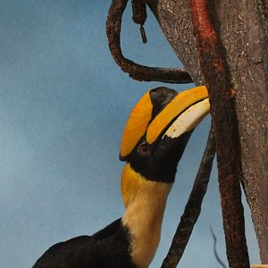 Great Hornbill