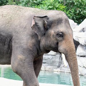 Asian Elephant