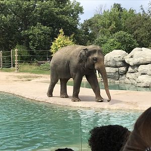 Asian Elephant